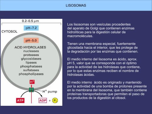 Orgánulos membranosos