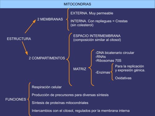 Orgánulos membranosos