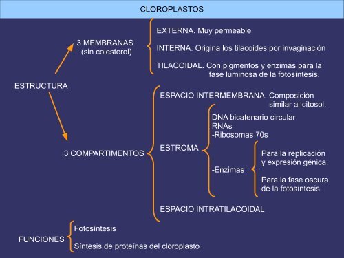 Orgánulos membranosos