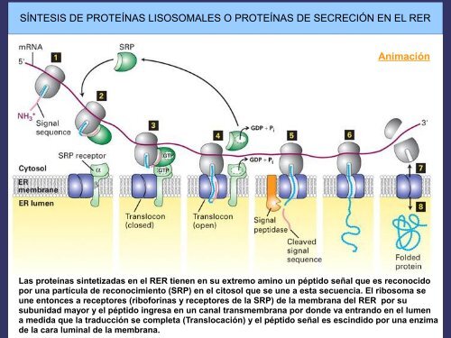 Orgánulos membranosos