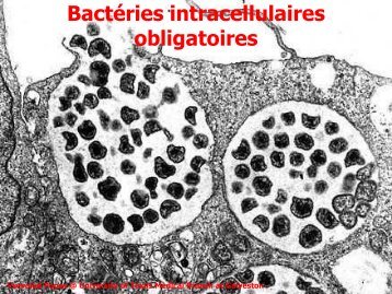 Bactéries intracellulaires obligatoires - Roneo'07 - Free