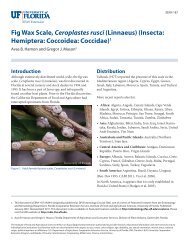 Fig Wax Scale, Ceroplastes rusci - EDIS - University of Florida