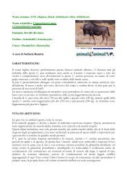 Nome comune: GNU (Inglese: black wildebeest e ... - Animali e animali
