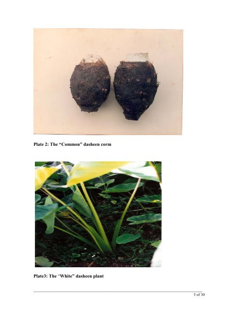 Commercial dasheen (Colocasia esculenta (L.) Schott var ...