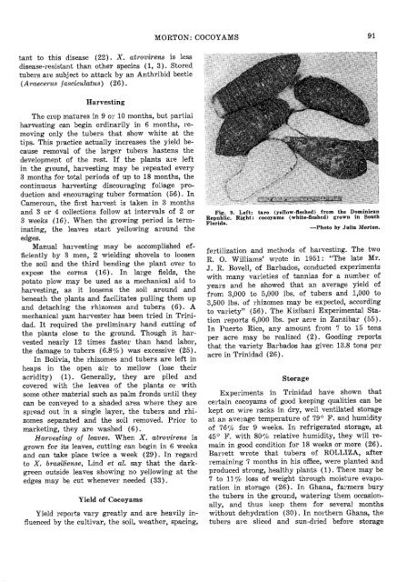 (xanthosoma caracu, x. atrovirens and x. nigrum), ancient root