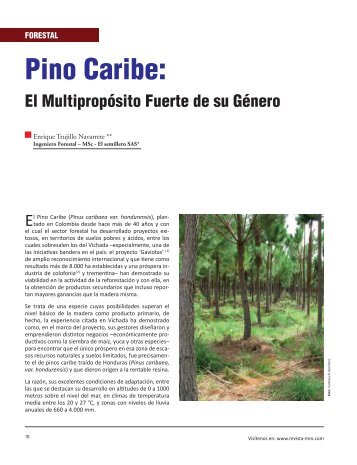 Pino Caribe: - Revista El Mueble y La Madera