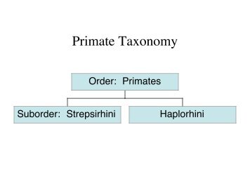 Primate Taxonomy