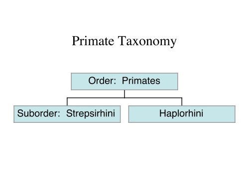 Primate Taxonomy