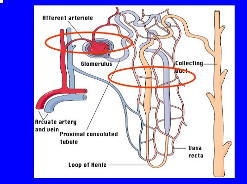 Piccinni (PDF) - Fresenius Medical Care