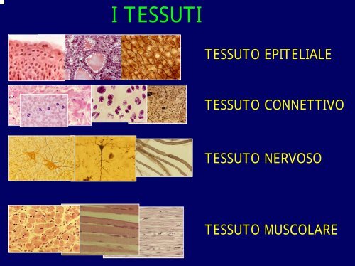 tessuto epiteliale di rivestimento