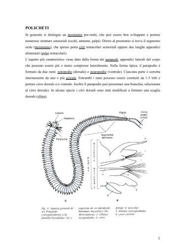 POLICHETI 1 - Piccoli Ecologi Crescono