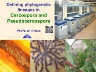 Cercospora and Pseudocercospora
