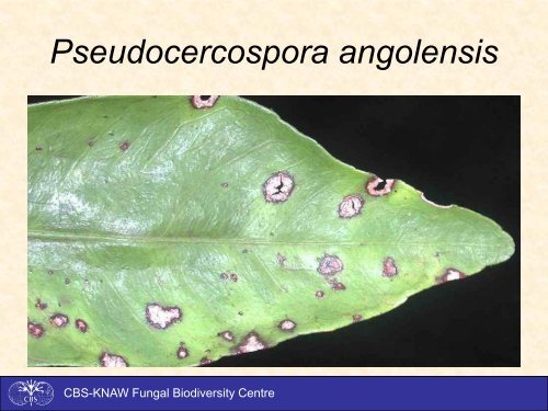 Cercospora and Pseudocercospora