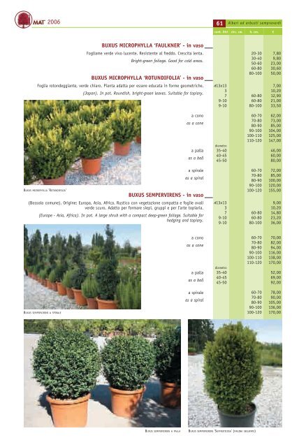 BUXUS MICROPHYLLA 'FAULKNER' - in vaso BUXUS ... - Piante Mati