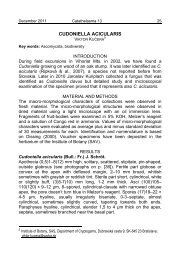 CUDONIELLA ACICULARIS - Institute of Botany SAS - SAV