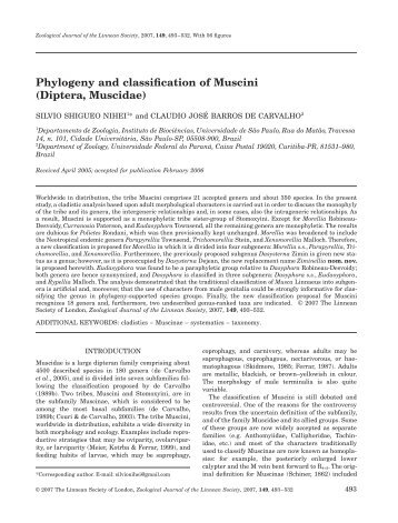 Phylogeny and classification of Muscini (Diptera, Muscidae)