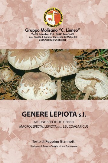 GENERE LEPIOTA s.l.