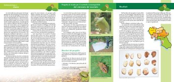 Brochure sulle cimici del nocciolo - Regione Campania ...