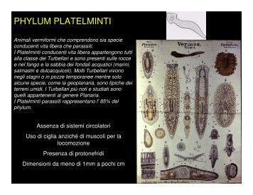 PHYLUM PLATELMINTI - Invertebrati.info