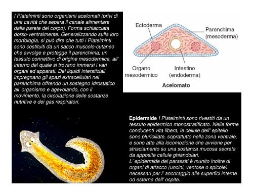 I Platelminti sono organi