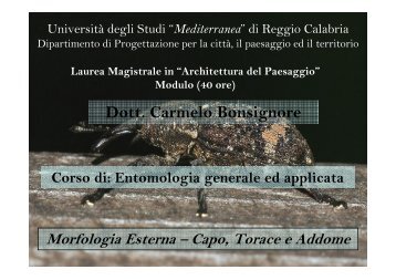 Lezione 2 - Morfologia Esterna - Laboratorio di Ecologia e ...