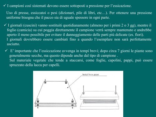 Costruzione dell'Herbarium