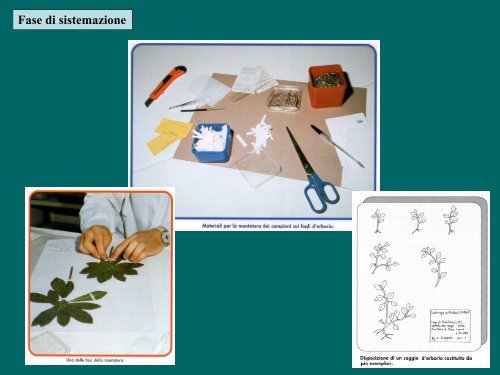 Costruzione dell'Herbarium