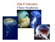 Aula 13 - Cnidaria-Scyphozoa - DBI