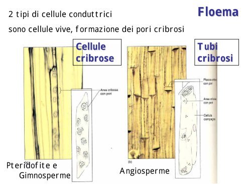 Le piante come fonte di materiali