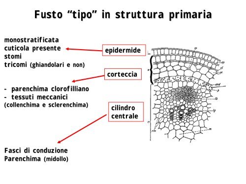 Le piante come fonte di materiali