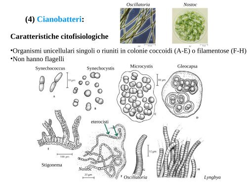 16 Botanica sistematica evolutiva - introduzione+ ... - Autistici