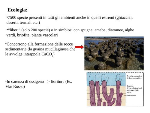 16 Botanica sistematica evolutiva - introduzione+ ... - Autistici