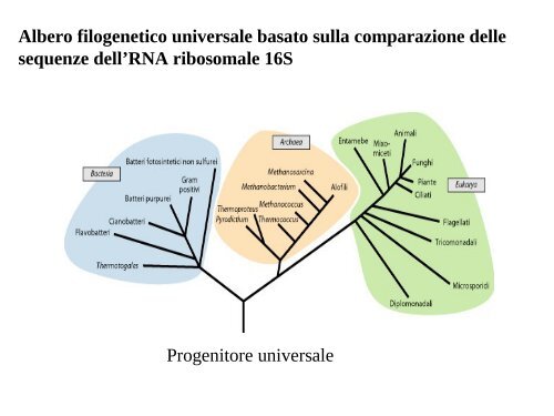 16 Botanica sistematica evolutiva - introduzione+ ... - Autistici