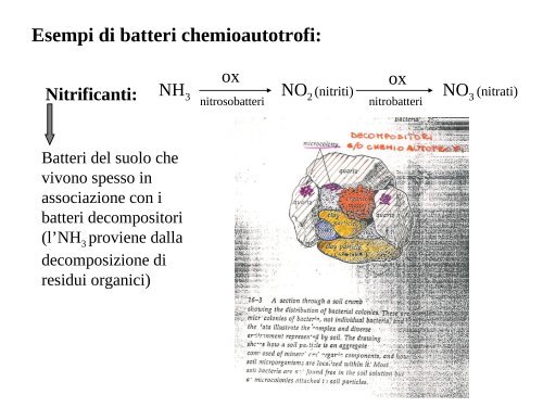 16 Botanica sistematica evolutiva - introduzione+ ... - Autistici