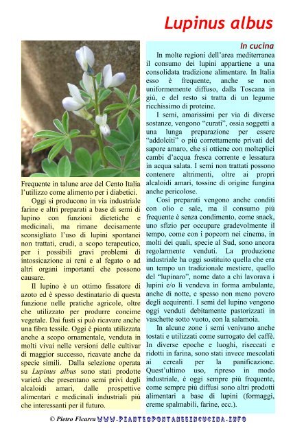 Lupinus albus - Piante spontanee in cucina