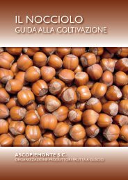 IL NOCCIOLO - NocciolaRe