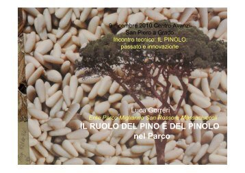 Il ruolo del pino e del pinolo in