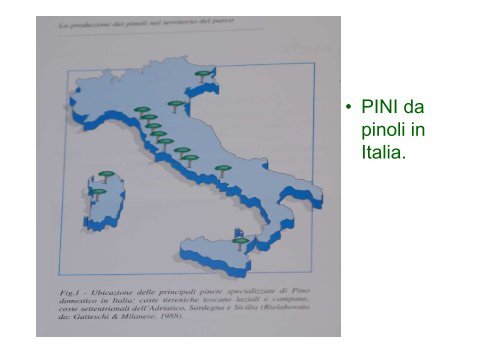 Il ruolo del pino e del pinolo in