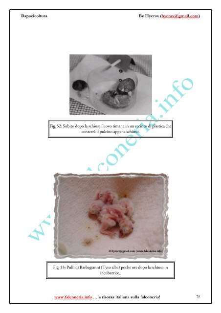 Rapacicoltura: tecniche di riproduzione in cattività ... - Falconeria.info