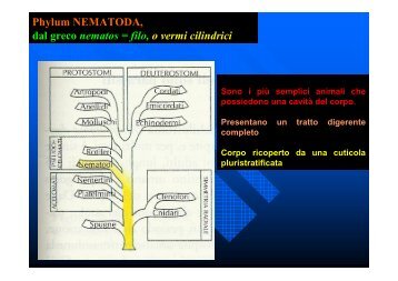 Phylum NEMATODA, dal greco nematos = filo, o vermi cilindrici