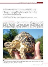 Indian Star Tortoise (Geochelone elegans) - Schildkröten im Fokus