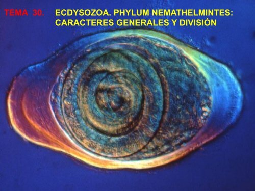 nematodos: sistema excretor