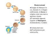 Echinodermi - DISAT