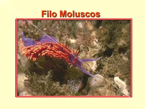 Filo Moluscos - Iesmaritimopesquerolp.org
