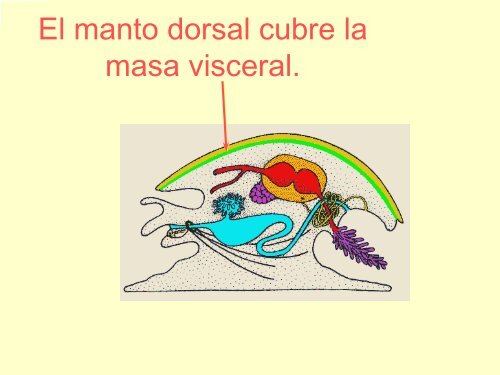 Filo Moluscos - Iesmaritimopesquerolp.org