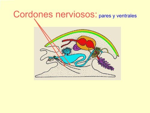 Filo Moluscos - Iesmaritimopesquerolp.org