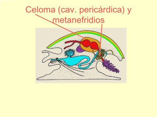 Filo Moluscos - Iesmaritimopesquerolp.org