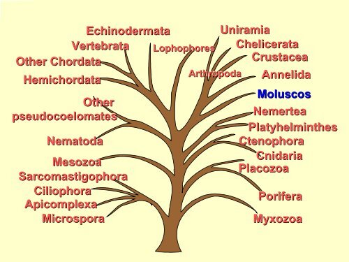 Filo Moluscos - Iesmaritimopesquerolp.org