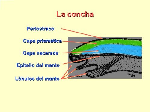 Filo Moluscos - Iesmaritimopesquerolp.org