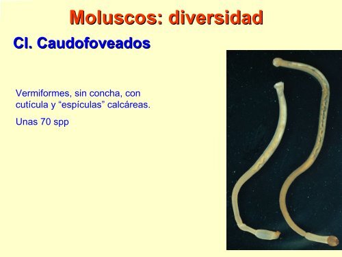 Filo Moluscos - Iesmaritimopesquerolp.org